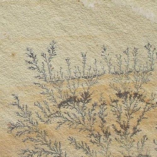 Mint Fossil